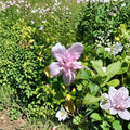 Double Flower Pink Althea Rose of Sharon – Hibiscus syriacus Live Plant | 3 Gallon Size | Double Pink Flowering Shrub | Includes Root Ball | Landscape & Garden Friendly | Easy to Grow