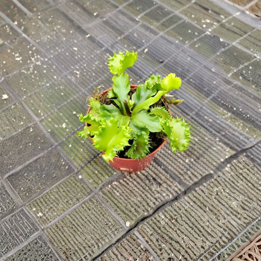 Venus Fly Trap 'Chinese Dumpling' – Dionaea muscipula Live Plant | 2 Inch Pot | Rare Carnivorous Houseplant | Fully Rooted Collector Plant