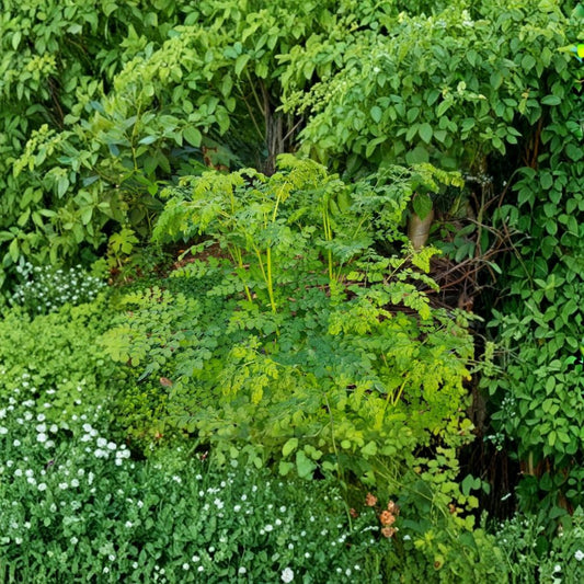 Set of 2 Moringa Live Plants – Moringa oleifera | 12–20 Inches Tall | Includes 4 Inch Nursery Pot | Fast-Growing Tropical Tree | Edible Garden Favorite