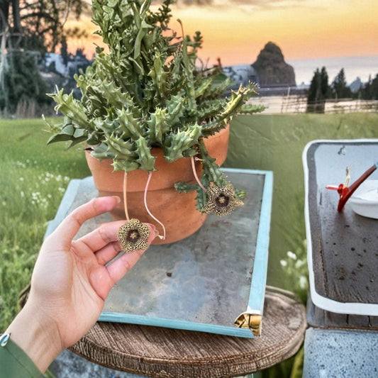 Huernia Hystrix Live Cactus Plant – Rooted in 3 Inch Pot | Blooming Succulent | Spring Summer Fall Blooms | Texas Grown