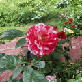 Scentimental Floribunda Rose – 3 Gallon Live Rose Bush | Large Double Blooms | Red & White Striped Roses | Fragrant Flowering Plant