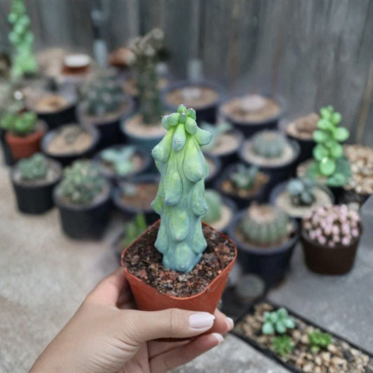Boobie Cactus – Myrtillocactus geometrizans ‘Fukurokuryuzinboku’ | Rare Live Cactus | Bare Root | Unique Collector Plant | Easy Care