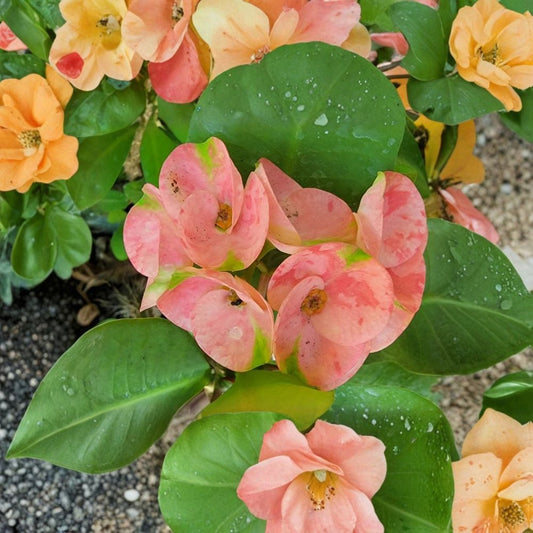 Thai Pink Millionaire Crown of Thorns Live Plant | 7–10 Inches Tall | Euphorbia milii | Flowering Succulent | Indoor & Outdoor Tropical Plant