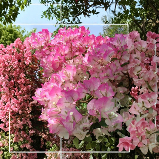 Cherry Blossom Bougainvillea Live Starter Plant – Rooted Plug | Includes 3-Inch Pot | Tropical Flowering Vine | Patio & Garden Friendly