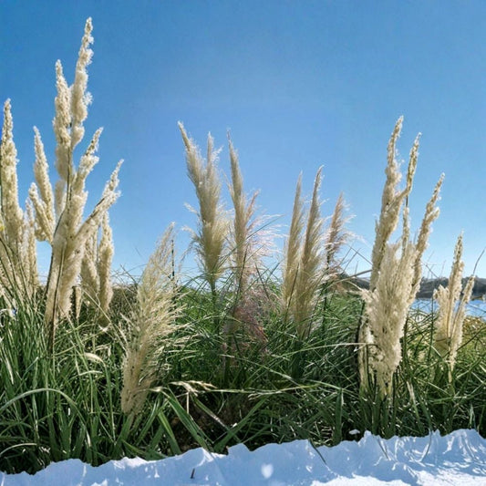 White Pampas Grass – 1 Gallon Live Plant | Ornamental Grass | Large White Plumes | Easy to Grow Landscape Plant