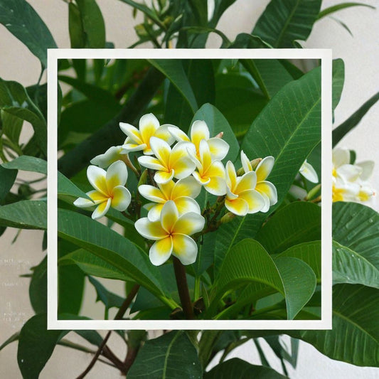 Moilili Gold Hawaiian Plumeria Cutting – 12 Inch Live Frangipani | Yellow & White Flowers | Fresh Florida Cutting