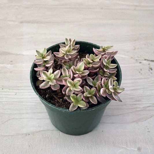 Crassula volkensii ‘Variegata’ – Live Succulent Plant | 4-Inch Pot | Cream Variegated Leaves | Compact Creeping Succulent | Easy Care Indoor Plant