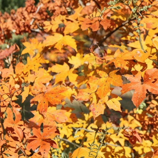 Sugar Maple Tree Live Plant – Acer saccharum | 10–18 Inches Tall | Includes Quart Nursery Pot | Hardy Shade Tree | Brilliant Fall Color
