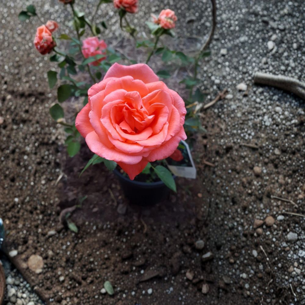 Tropicana Hybrid Tea Rose – Rosa Live Plant | 3 Gallon Size | Vibrant Orange Blooms | Fragrant Garden Rose | Ready to Plant