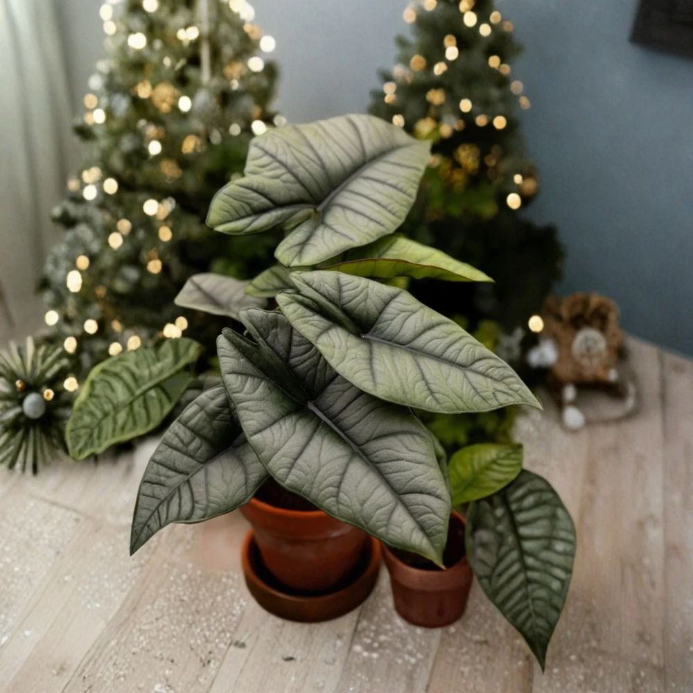 2 Alocasia Platinum Live Plants – 4–6" Tropical Foliage Starters | Silver Green Leaves | Indoor Plant | No Pot