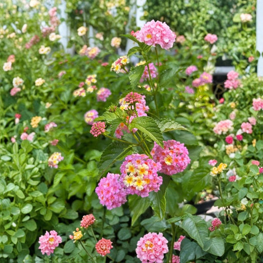 Lantana ‘Chapel Hill Pink Huff’ Live Plant Plug | 1–3 Inches Tall | Pink Flowering Lantana | Pollinator Friendly | Garden & Container Plant