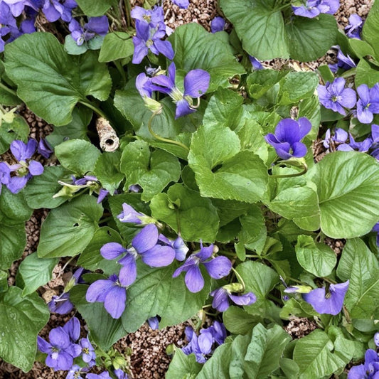 Common Blue Violet – Viola sororia Live Bare Root Plants | Set of 12 | Hardy Native Wildflower | Pollinator Friendly Ground Cover