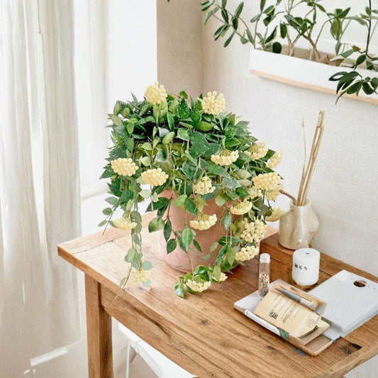 Hoya Krohniana Eskimo Silver Live Plant – Rooted Wax Vine | 3 Inch Pot | Silver Variegated Foliage | Pet Safe Houseplant | Easy Trailing Indoor Plant