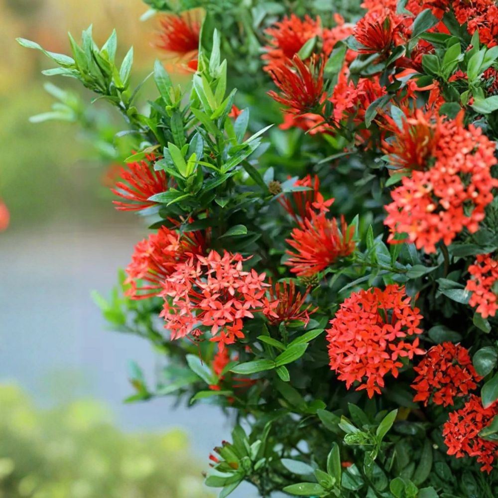 Ixora Red Live Plant – Dwarf Ixora | 4–6" Tropical Flowering Shrub | Red Star-Shaped Blooms | Full Sun Plant