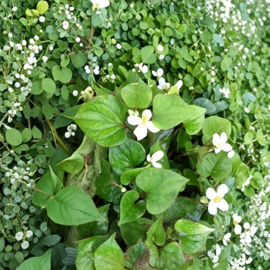 Houttuynia Cordata – Live Bare Root Plants | Set of 10 | Fish Mint Herb | Hardy Perennial | Easy to Grow