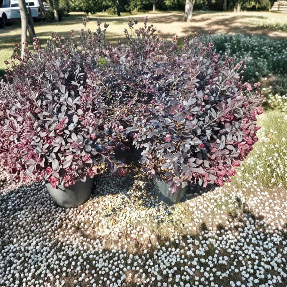 Chinese Fringe Flower Loropetalum – 1 Gallon Live Shrub | Evergreen Flowering Plant | Pink Fringe Blooms | Easy Landscape Shrub