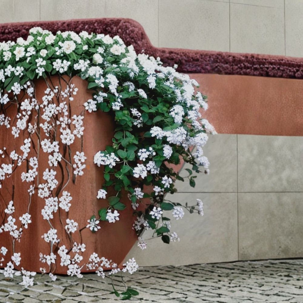2 Live Trailing White Lantana Plants – Lantana camara | 4–6 Inches Tall | Ships Bare Root | White Flowering Ground Cover | Easy to Grow