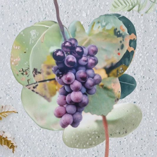 Champanel Grape Vine – Vitis spp. Live Plant | 2 Gallon Size | Sweet Red & Black Grapes | Includes Root Ball | Vineyard & Garden Friendly | Easy to Grow