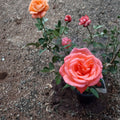 Tropicana Hybrid Tea Rose – Rosa Live Plant | 1 Gallon Size | Vibrant Orange Blooms | Fragrant Garden Rose | Easy to Grow