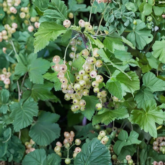 Primus White Currant Live Plant – Ribes White Currant | 1–2 Year Old Rooted Plant | Edible Berry Shrub | USDA Zones 3–8 | Fall Shipping