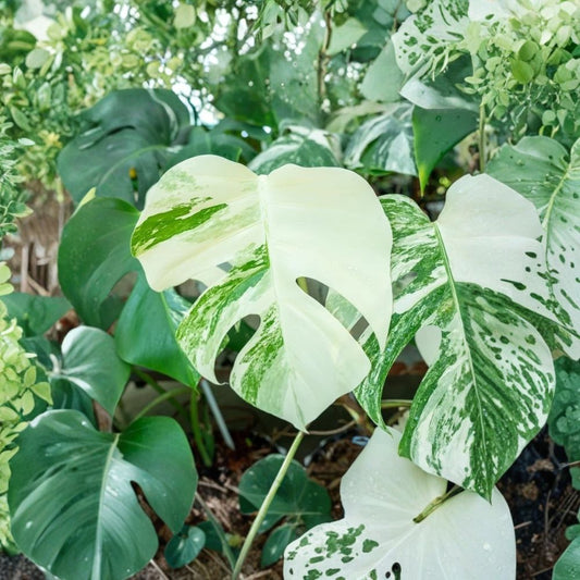 Variegated Monstera Thai Constellation Live Plant – 6–8 Inch Starter | Monstera deliciosa | Rare Variegated Houseplant | No Pot