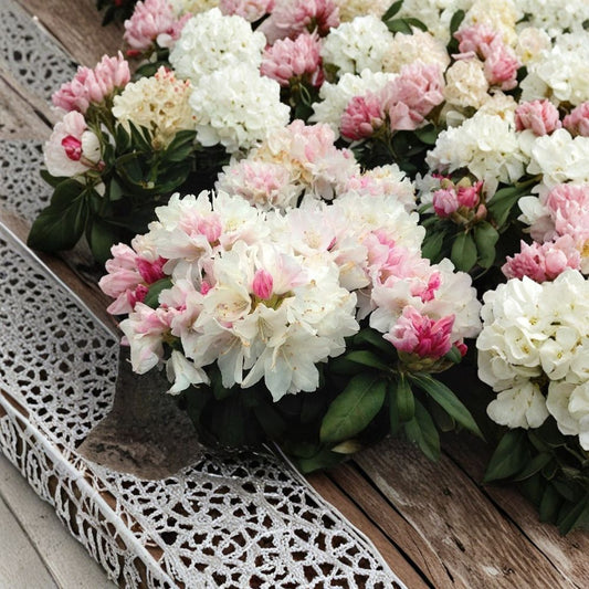 Yaku Princess Rhododendron – Rhododendron ‘Yaku Princess’ Live Starter Plant | Ships Without Pot | Pink & White Blooms | Evergreen Shrub | Shade Garden