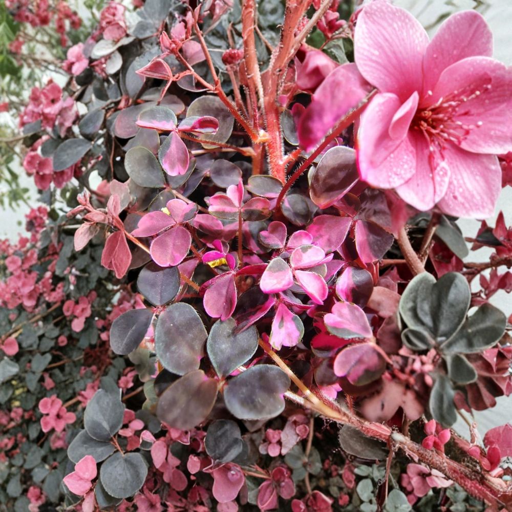 Live Oxalis Plant | Burgundy & Yellow Foliage | 3–4 Inches Tall | No Pot | Colorful Wood Sorrel | Indoor & Patio Plant