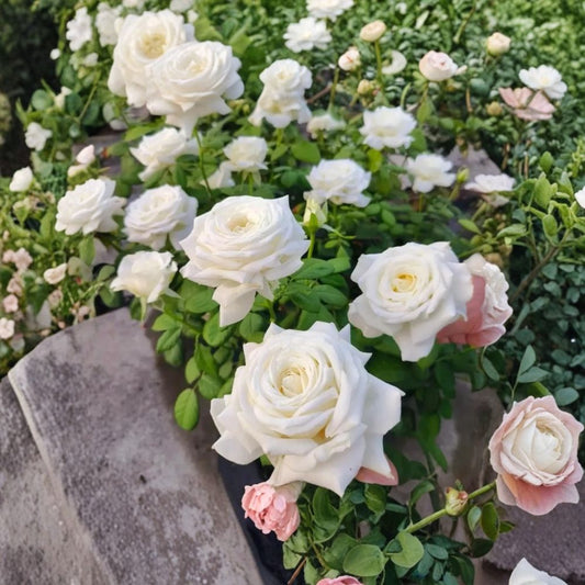 Pope John Paul Rose Live Plant – 4–6" Tall | White Hybrid Tea Rose | Well Rooted Starter | No Pot