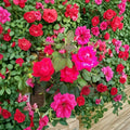 Double Knock Out® Red Rose – Rosa Live Plant | 5 Gallon Size | Double Red Blooms | Disease Resistant Shrub Rose | Easy to Grow