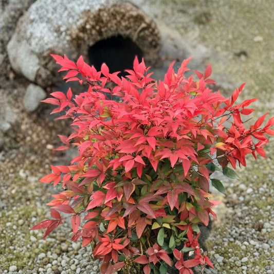 Gulf Stream Heavenly Bamboo Live Bare Root Starter Plant – 6–12 Inches Tall | Nandina domestica 'Gulf Stream' | Colorful Evergreen Shrub | Easy to Grow