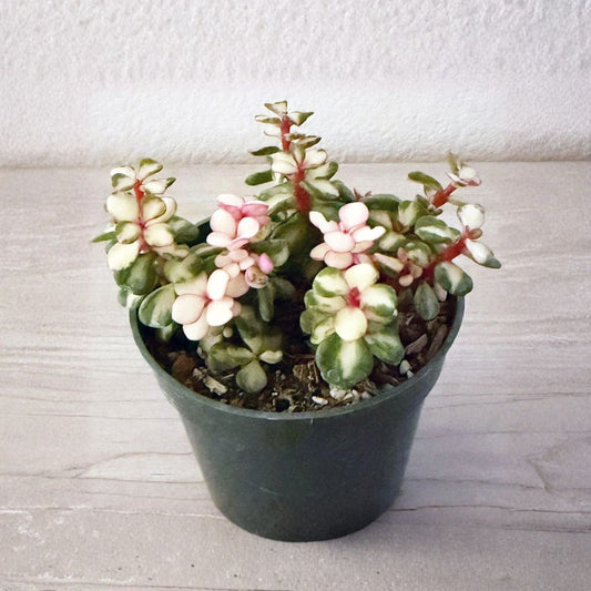 Variegated Elephant Bush Live Succulent – 2 Inch Pot | Portulacaria afra 'Variegata' | Easy Care Houseplant | Bonsai Succulent | Drought Tolerant