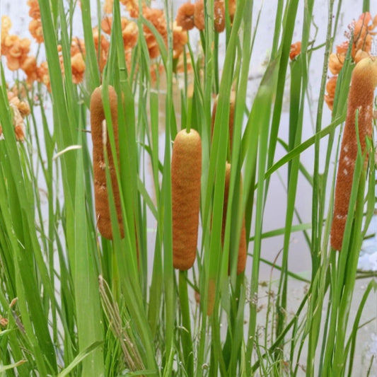 Live Dwarf Cattail Pond Plant – Cold Hardy Aquatic Marginal Plant | 14–20 Inch Potted Plant | Water Garden & Bog Plant