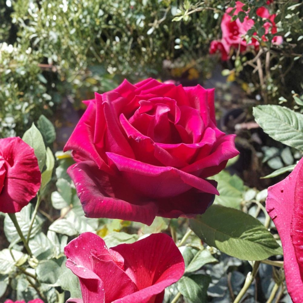 Traviata Hybrid Tea Rose – Live Rose Bush Plant | 5 Gallon Size | Fragrant Red Double Blooms | Includes Root Ball | Garden & Landscape Friendly | Easy to Grow