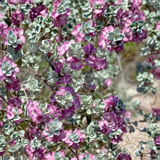 Texas ‘Green Cloud’ Sage Live Plant | Fully Rooted | 1 Gallon Nursery Pot | Leucophyllum frutescens | Drought-Tolerant Shrub | Zones 7–10