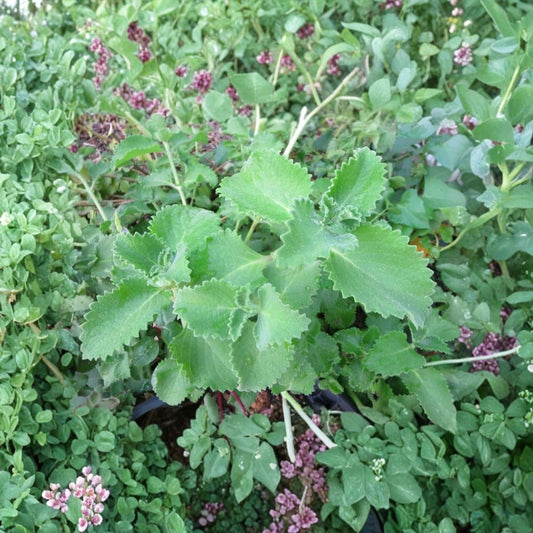 Cuban Oregano Live Cuttings – 6 Fresh 4+ Inch Herb Cuttings | Edible Oregano Plant | No Pot | Culinary Herb