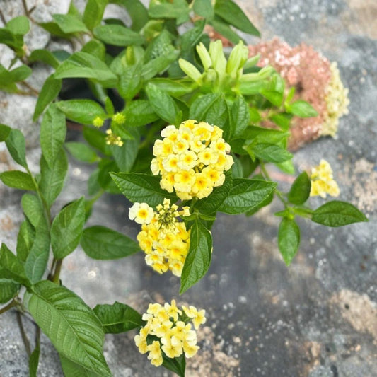 Lemon Drop Lantana – Lantana camara Live Plants | Set of 2 | 4–6 Inches Tall | Ships Without Pot | Yellow Flowers | Pollinator Friendly | Drought Tolerant