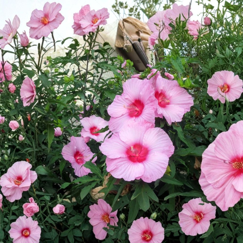 Set of 2 Lady Baltimore Hibiscus Live Plants – Hibiscus moscheutos | 6–12 Inches Tall | Ships Bare Root (No Pot) | Hardy Flowering Perennial | Pollinator Friendly