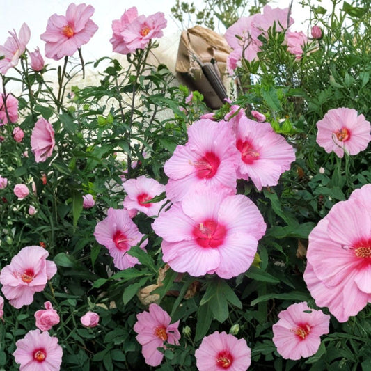 Set of 2 Lady Baltimore Hibiscus Live Plants – Hibiscus moscheutos | 6–12 Inches Tall | Ships Bare Root (No Pot) | Hardy Flowering Perennial | Pollinator Friendly