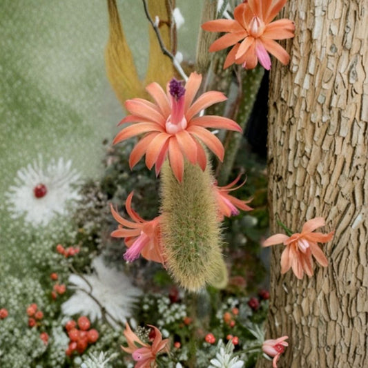 Monkey Tail Cactus Cuttings – 2 Live Hildewintera colademononis | 4–5 Inch Unrooted Cactus Cuttings | Tarantula Cactus | Trailing Succulent | Hanging Basket Plant