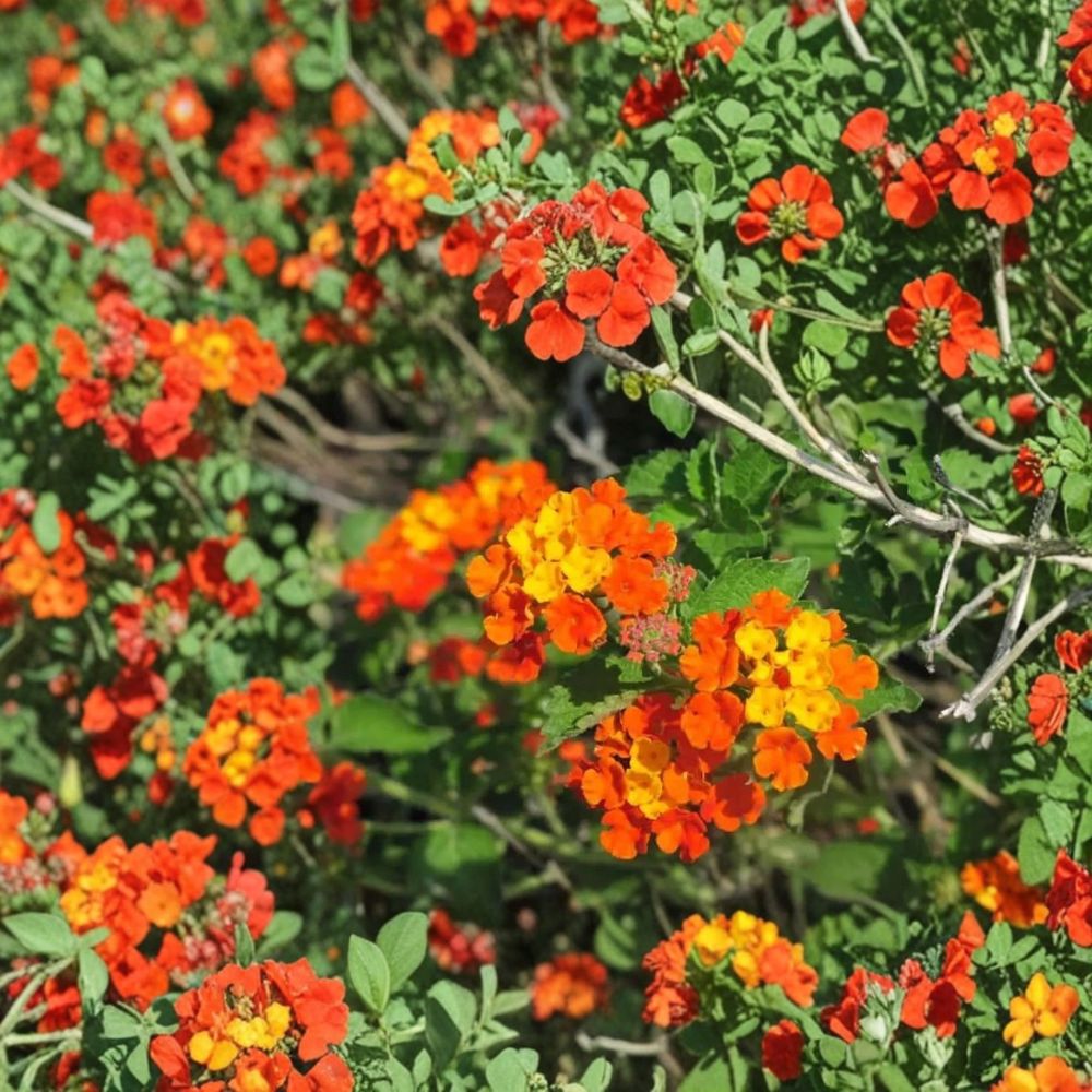 Texas Lantana – Lantana urticoides Live Plant | 1 Gallon Nursery Pot | Native Butterfly Plant | Drought Tolerant Shrub