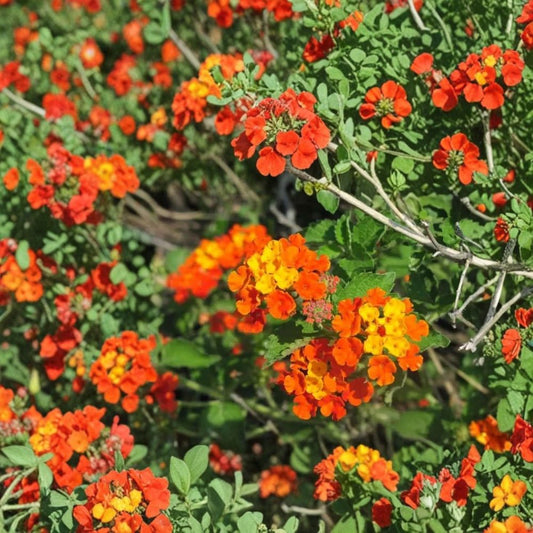 Texas Lantana – Lantana urticoides Live Plant | 1 Gallon Nursery Pot | Native Butterfly Plant | Drought Tolerant Shrub