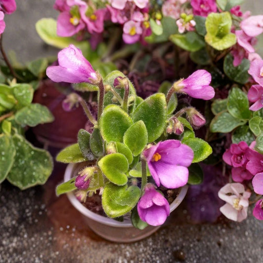 SK-Vernisazh African Violet Live Plant | Micro Mini Variety | Healthy Rooted Plant | Saintpaulia | Compact Flowering Houseplant