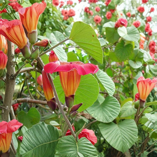 Hawaiian Sunset Vine – Tropical Live Plant | 8–12 Inches Tall | Large Pink, Coral & Yellow Flowers | Fast Growing Vine | Trellis Plant
