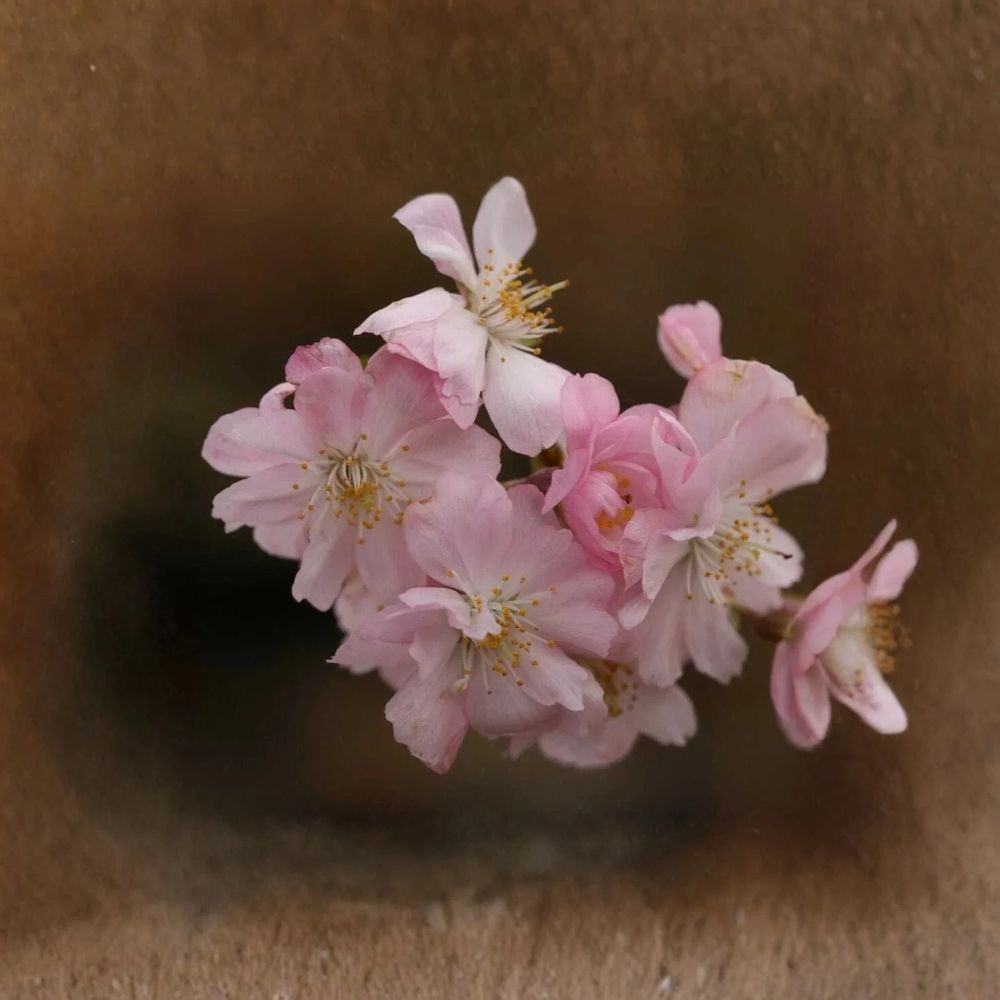 2 Autumnalis Flowering Cherry Trees – Prunus subhirtella ‘Autumnalis’ | 6–12" Live Plants | Pink Blooms | Zones 5–8