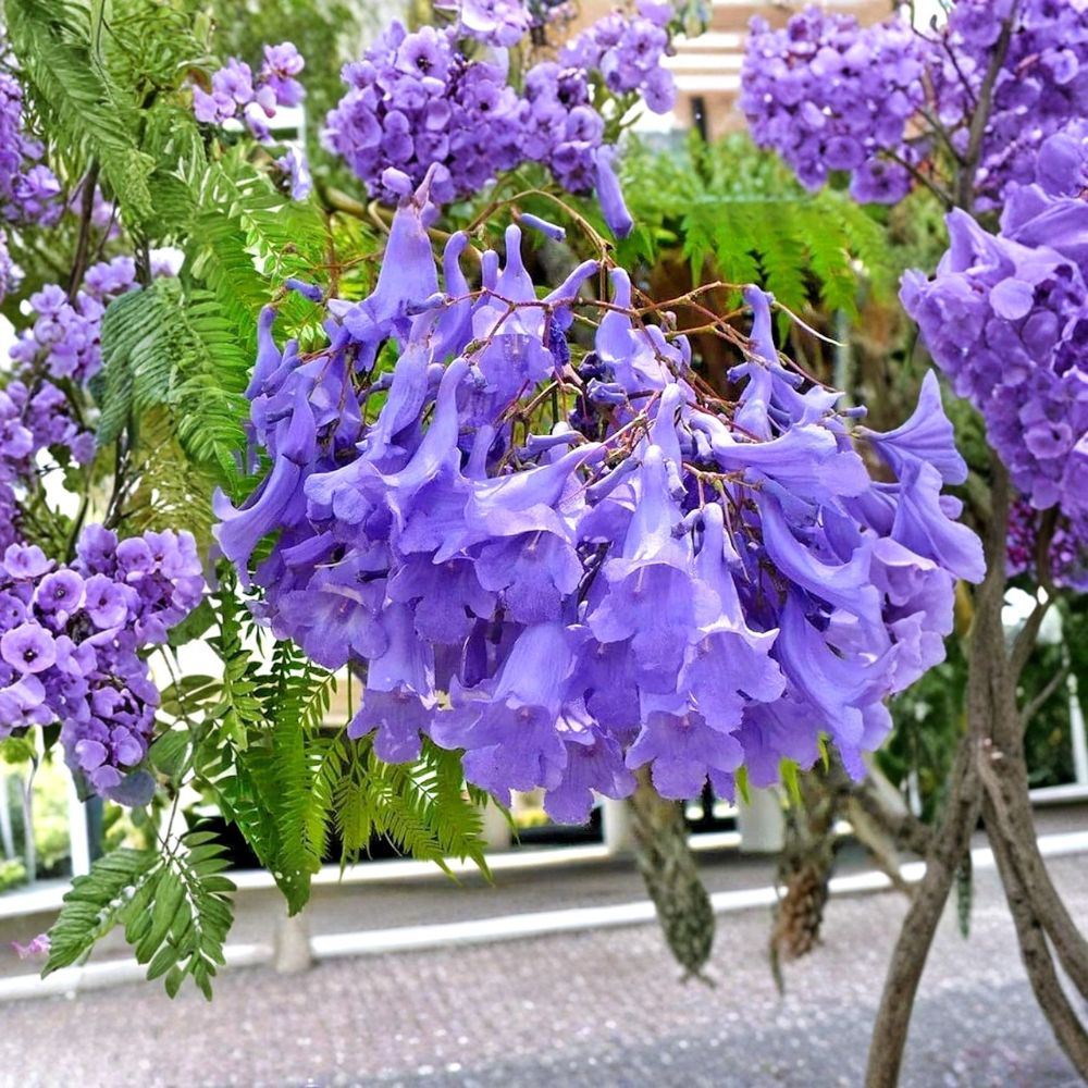 Blue Jacaranda Live Tree – Jacaranda mimosifolia | 3–5 Inches Tall | Includes 3 Inch Nursery Pot | 1-Year-Old Tree | Fast-Growing Ornamental