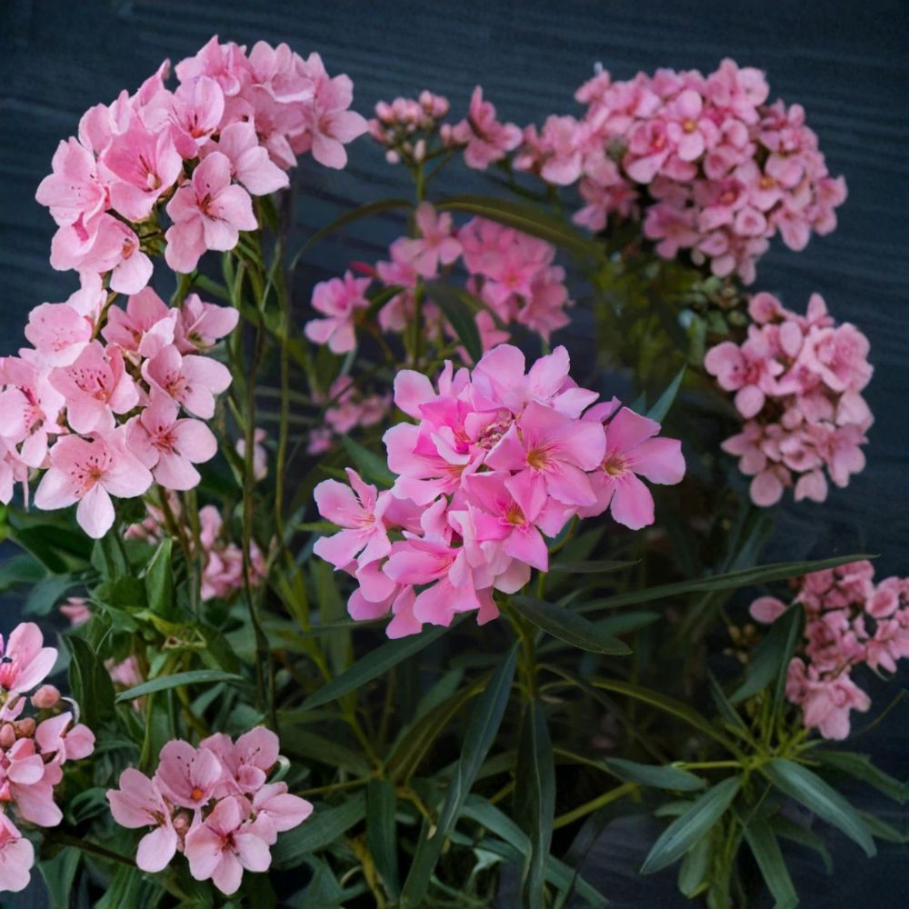 Live Pink Oleander Plants – Nerium oleander | 4–6 Inches Tall | Ships Bare Root | Evergreen Flowering Shrub | Easy to Grow