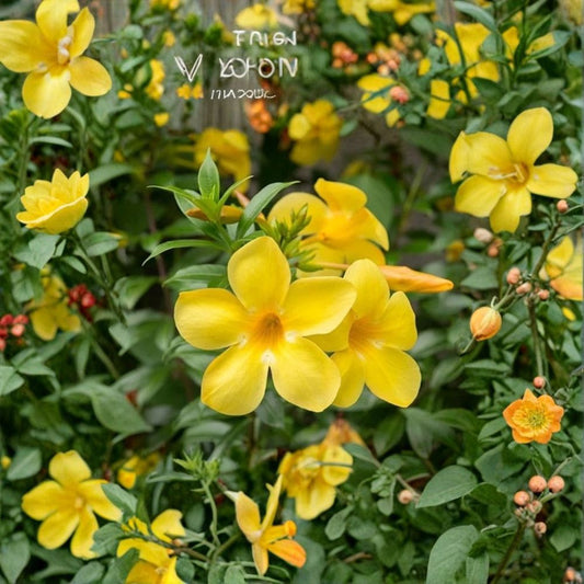 Set of 2 Yellow Mandevilla Live Plants – 4–7 Inch Starters | Tropical Flowering Vine | Yellow Flowers | Garden & Patio Plant