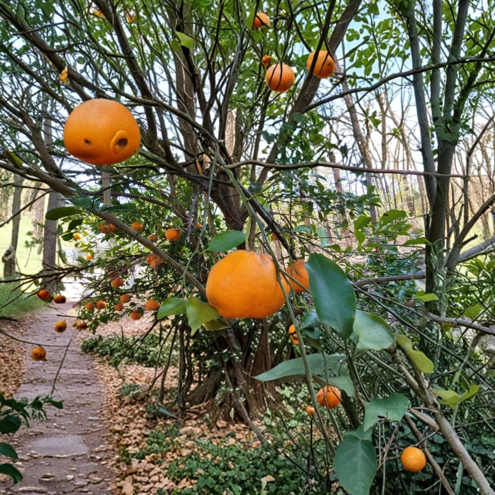 Satsuma Mandarin Tree – Citrus Live Seedling | 4–10 Inches Tall | Bare Root Fruit Tree Starter | Sweet Mandarin Citrus | Easy to Grow