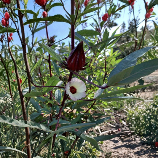 Roselle Hibiscus Live Plant – Hibiscus sabdariffa | 1 Foot Tall Seedling | Potted in Soil | Tea Garden Plant | Edible Tropical Herb | Warm Climate Friendly
