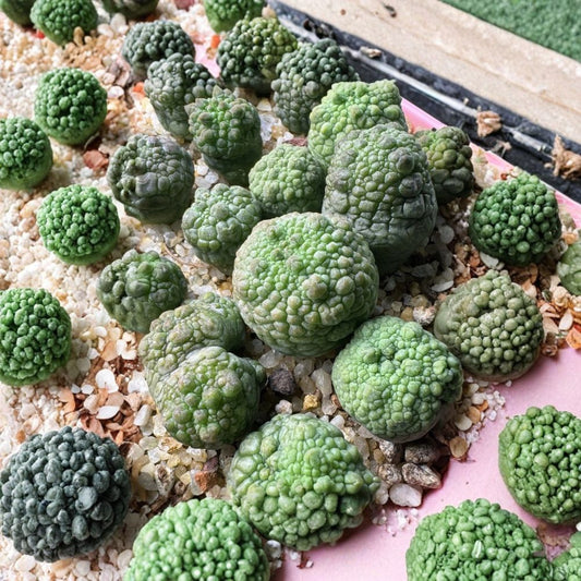Pseudolithops eylensis – Rare Live Succulent Seedling | 1-Inch Seed Grown Plant | Bare Root | USA Grown | Collector Succulent